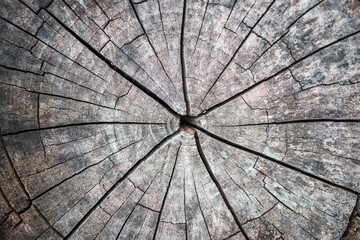 Wood bark. Old tree surface as texture background.