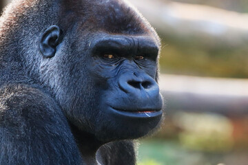Gorille
