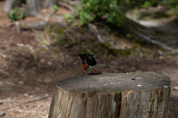 passer na floresta