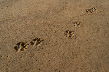 Fototapeta premium dog footprints in the sand
