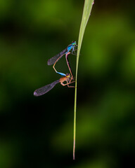 Macro shot of two colorful dragonflies mating on a green leaf during daylight in the Albufera of Mallorca, Spain
