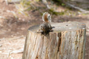 esquilo no tronco