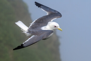 Obraz premium Red-legged Kittiwake (Rissa brevirostris) at St. George Island, Pribilof Islands, Alaska, USA