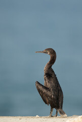 A Socotra cormorant at Busaiteen coast, Bahrain