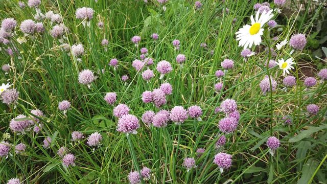 Beautiful pink flowers grow next to the country house