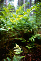In den Wäldern bei Tostedt