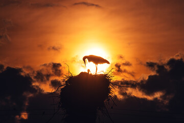 Storks feeding babies in a nest against sunset sky with clouds