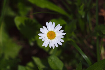 bright daisy and its shadow on the grass