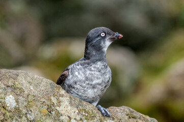 Least Auklet (Aethia pusilla) at St. George Island, Pribilof Islands, Alaska, USA