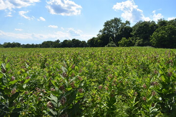 Fototapeta na wymiar Milkweed field at Thompson Park in Holmde, New Jersey, USA, on a mostly sunny day with puffy cumulus clouds.