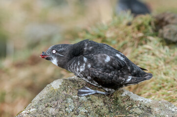 Least Auklet (Aethia pusilla) at St. George Island, Pribilof Islands, Alaska, USA
