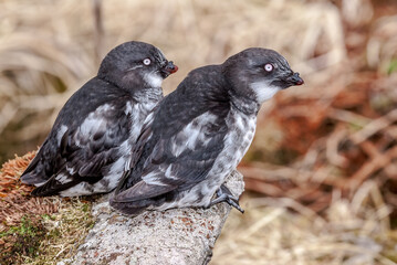 Least Auklets (Aethia pusilla) at colony, St. George Island, Pribilof Islands, Alaska, USA