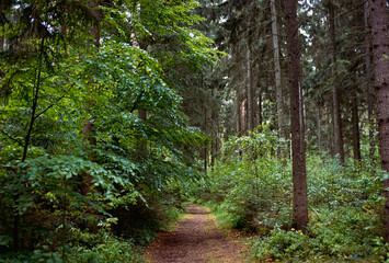 In den Wäldern bei Tostedt