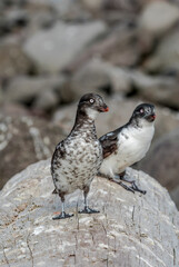 Least Auklets (Aethia pusilla) at colony, St. George Island, Pribilof Islands, Alaska, USA