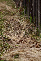 dry mown grass at the picket fence