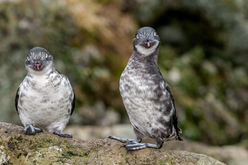 Least Auklets (Aethia pusilla) at colony, St. George Island, Pribilof Islands, Alaska, USA