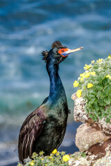 Red-faced Cormorant (Phalacrocorax urile) at St. George Island, Alaska, USA