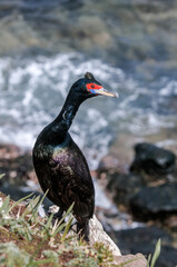 Red-faced Cormorant (Phalacrocorax urile) at St. George Island, Alaska, USA