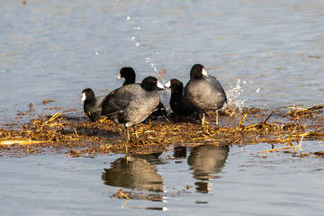 American Coot (Fulica americana)