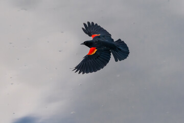 Red-winged Blackbird (Agelaius phoeniceus)