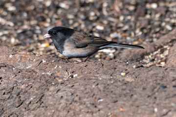 Dark-eyed Junco (Junco hyemalis)