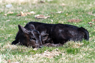 Young Sleeping Calf in Spring