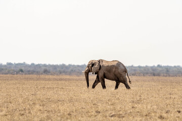 A big elephant crossing, Etosha national park, Namibia, Africa
