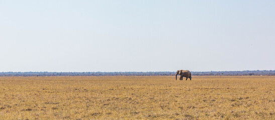 A big elephant crossing, Etosha national park, Namibia, Africa