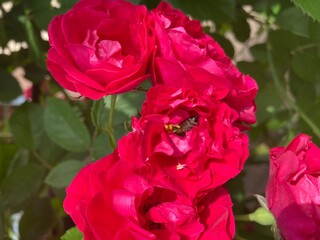 pink and white roses