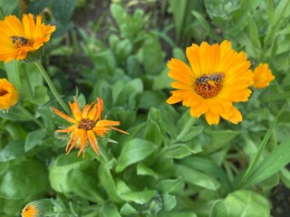 yellow flowers in the garden