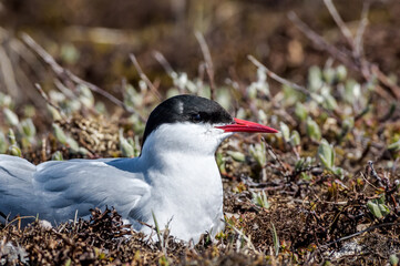 Arctic Tern (Sterna paradisaea) in Barents Sea coastal area, Russia
