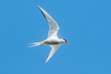 Fototapeta premium Arctic Tern (Sterna paradisaea) in Barents Sea coastal area, Russia