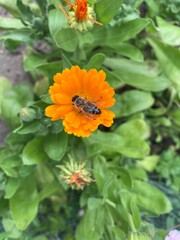 orange and yellow flowers