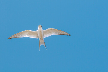 Arctic Tern (Sterna paradisaea) in Barents Sea coastal area, Russia