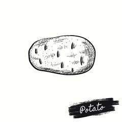 Potato hand drawn vector illustrator sketch old ink style