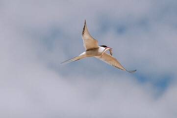 Arctic Tern (Sterna paradisaea) in Barents Sea coastal area, Russia