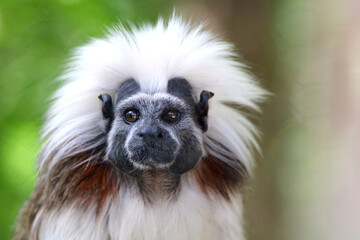 Tamarin