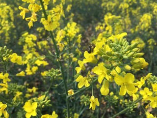 field of yellow flowers