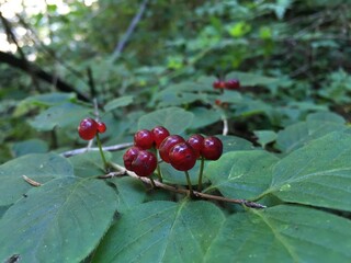 red berries of a currant