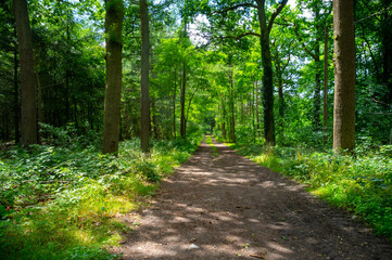 Summer hiking in old oak forest with large trees