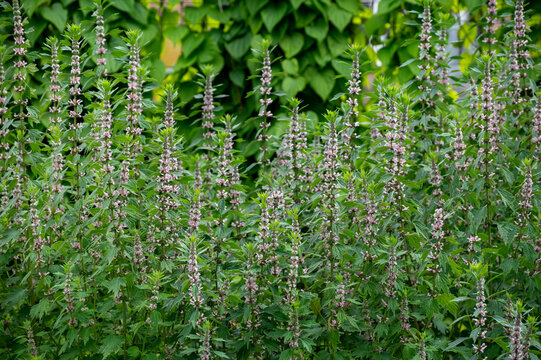Botanical collection of medicinal plants, Leonurus cardiaca, motherwort or throw-wort, lion's  tail.