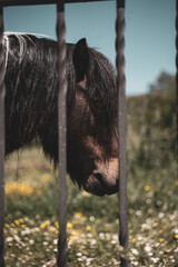 Caballo al sol