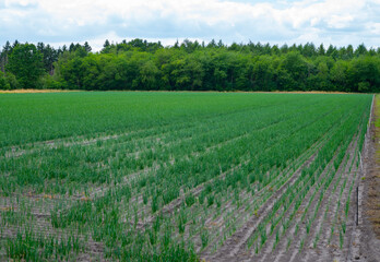 Fototapeta na wymiar Cultivation of green onion vegetables on farm field
