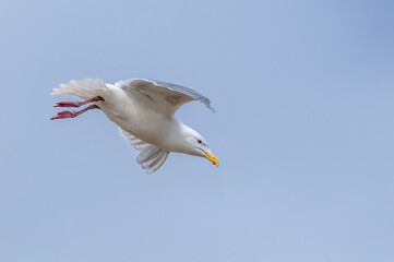 Glaucous-winged Gull (Larus glaucescens) at Chowiet Island, Semidi Islands, Alaska, USA
