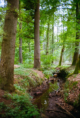 In den Wäldern bei Tostedt