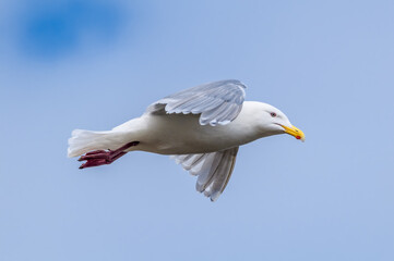 Glaucous-winged Gull (Larus glaucescens) at Chowiet Island, Semidi Islands, Alaska, USA