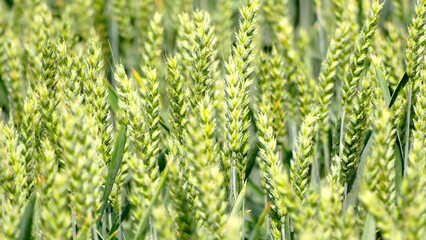 Wheat closeup of the heads