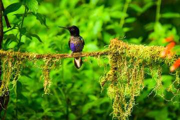 Coronita Aterciopelada / Velvet Purple Coronet / Boissonneaua Jardini - Ecuador, Reserva de Biósfera del Chocó Andino © Migue