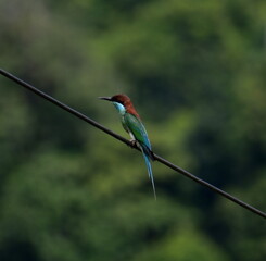 Colorful bird perched on a wire in front of the jungle