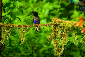Coronita Aterciopelada / Velvet Purple Coronet / Boissonneaua Jardini - Ecuador, Reserva de Biósfera del Chocó Andino © Migue